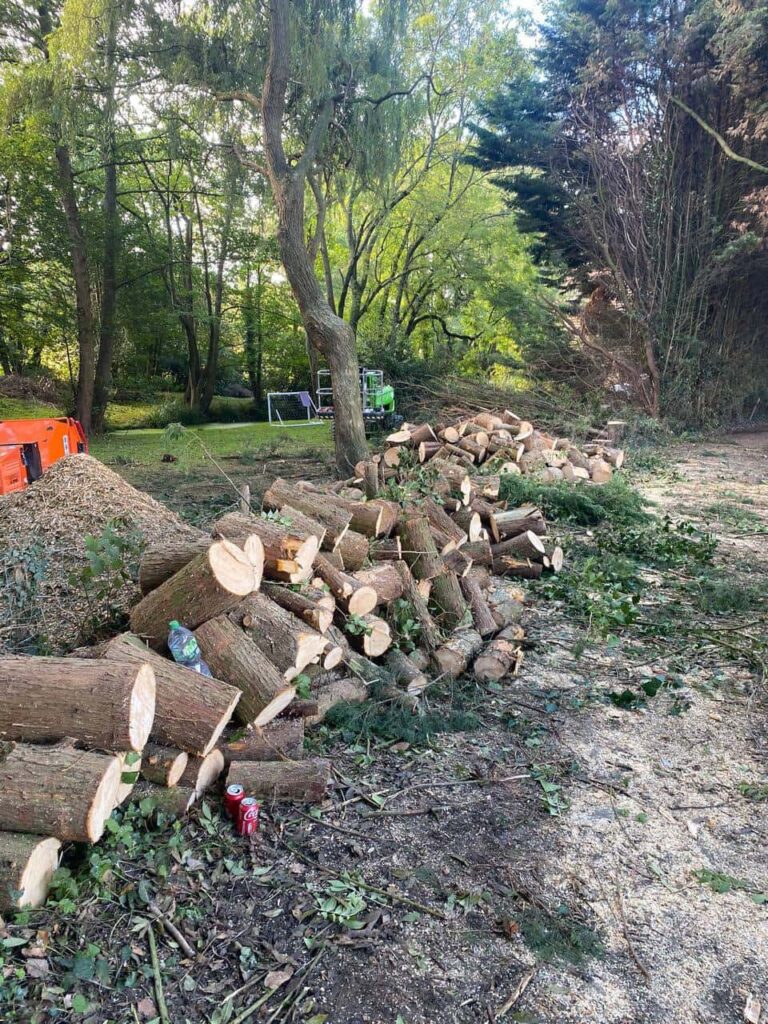This is a photo of a wood area which is having multiple trees removed. The trees have been cut up into logs and are stacked in a row. Radcliffe on Trent Tree Surgeons